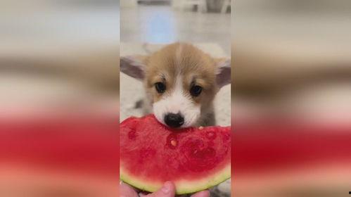 娱乐圈吃瓜小狗是谁,揭秘神秘网友背后的真实身份  第1张